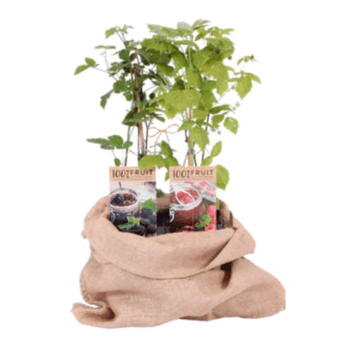 Fruitige Voorjaarsmix