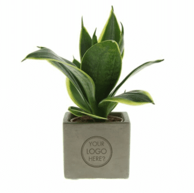 Sansevieria in betonnen potje