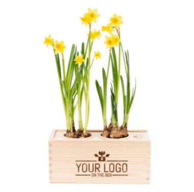 Spring out of the Box